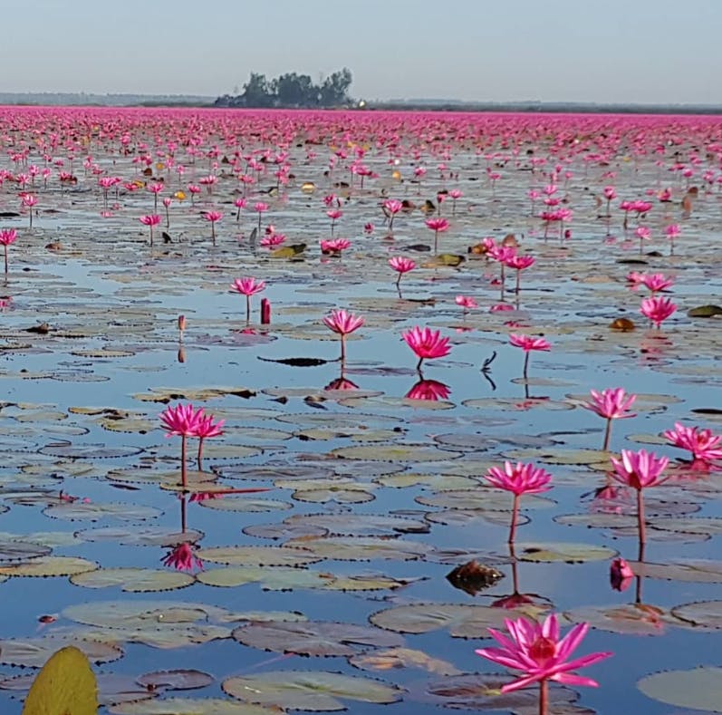 Lotus Fields (Seasonal)